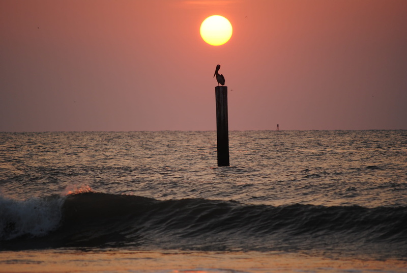 beach, waterfront, horizon, birds, silhouette, water, sea, sky, sunrise, idyllic, sunset, tybee island, tranquility, guidance, motion, ocean, 1080P, tranquil scene