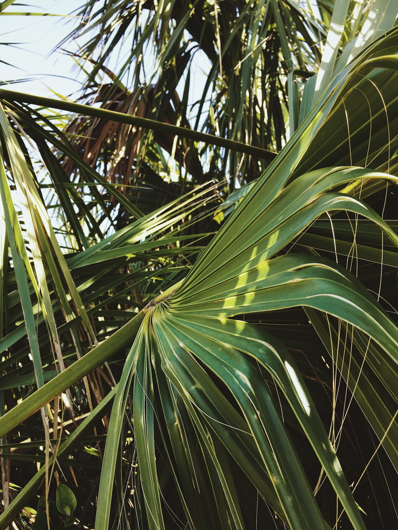 growth, no people, tranquility, plant part, palm leaf, palm, day, nature, beach, bamboo - plant, tree, blade of grass, palm tree, sunlight, outdoors, grass