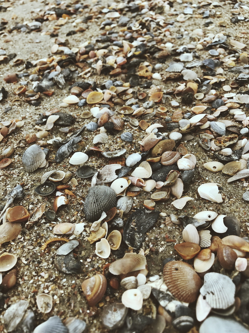 day, land, pebble, full frame, field, united states, outdoors, shells, large group of objects, high angle view, animals in the wild, nature, rocks, close-up