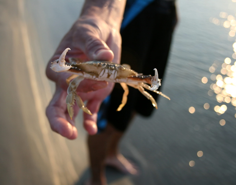 human body part, food, sand, ocean, united states, hand, water, holding, leisure activity, human hand, adult, tybee island, seafood, one person, midsection