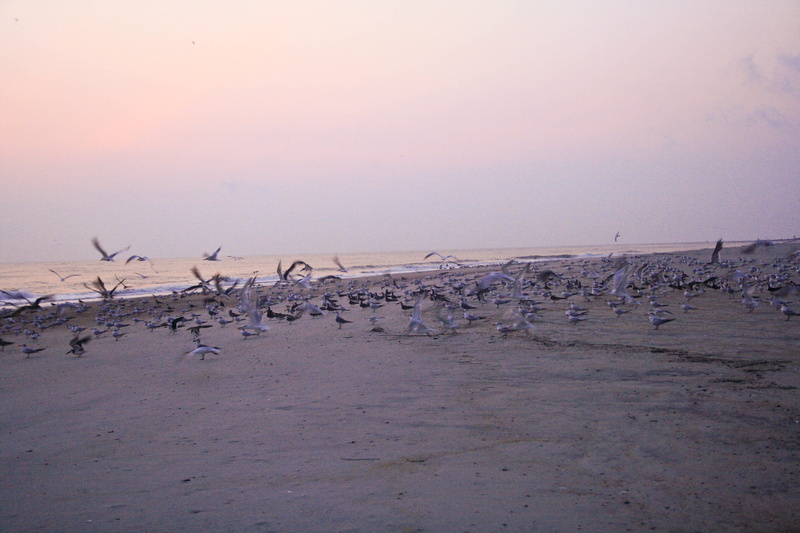 bird, tranquility, scenics - nature, sky, 4K, animal themes, animal, ocean view, ocean, water, animals in the wild, no people, vertebrate, group of animals