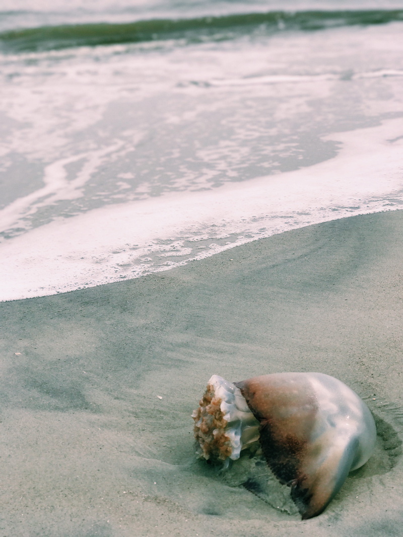 sand, outdoors, animal wildlife, marine, tybee, united states, no people, georgia, island, water, animal, land, animals in the wild, tranquility, sea, close-up