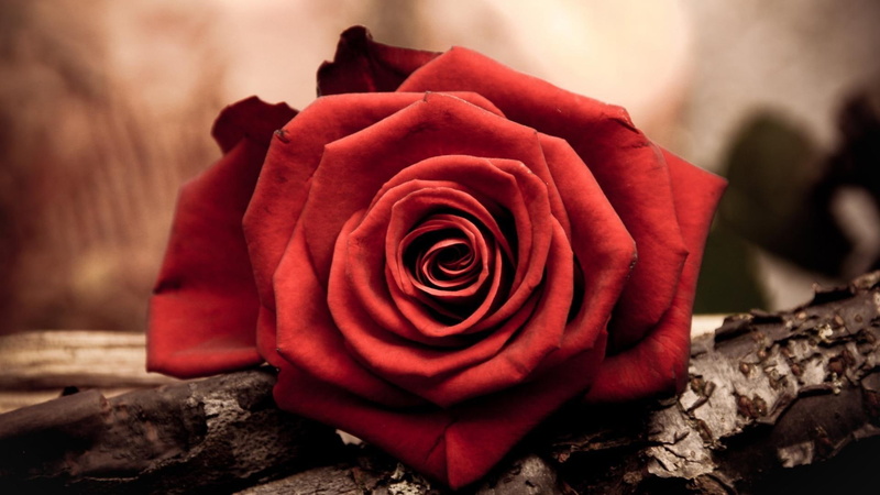 rose, 1080P, red rose, romantice, flowers