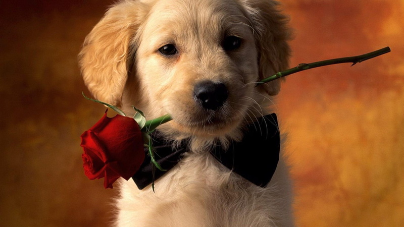 dog, rose, romantice, cute, 1080P