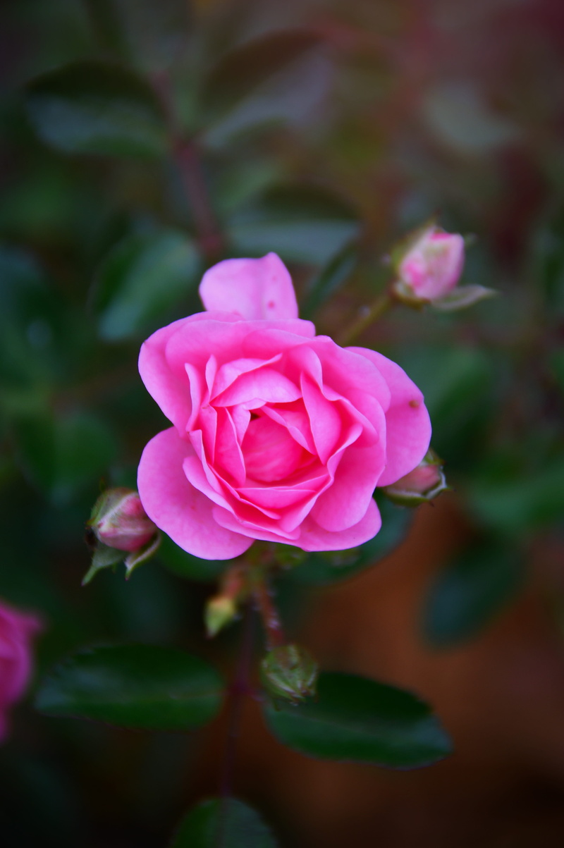 love, romance, flowers, beauty, inflorescence, autumn rose, care, nice, floral, fragility, scent, freshness, petal, flowering plant, fall flowers, flower