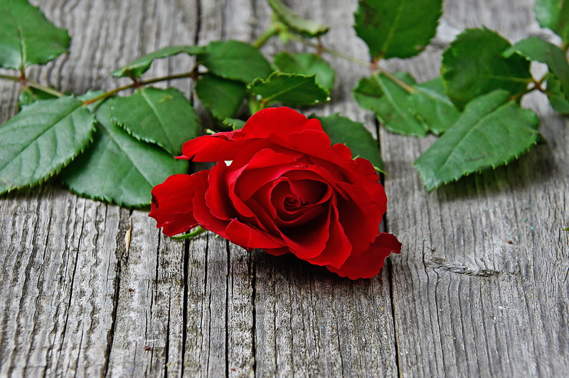 flower head, inflorescence, freshness, close-up, plant part, romance, beauty in nature, love, gift, valentines day, fragility, red rose, wedding, joy, valentines