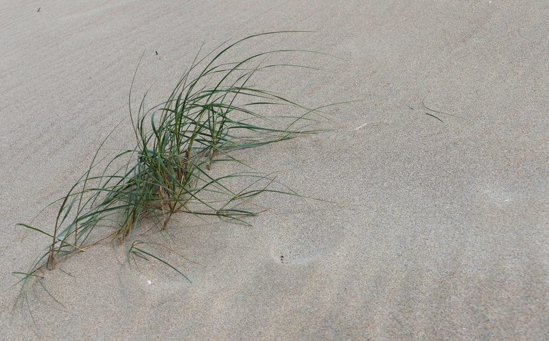 no people, path, coast, england, perranporth, high angle view, north, sea, cliff, day, shore, growth, marram grass, south, penhale sands, tranquility, places