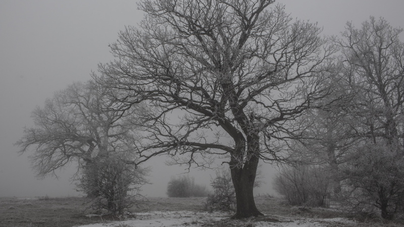 day, slovakia, tree, tranquil scene, non-urban scene, 5K, field, beauty in nature, gothic, tranquility, scenics - nature, winter, branch, no people, sky