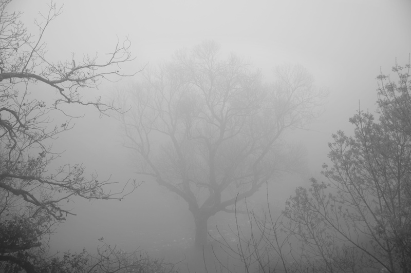 trunk, shadow, spain, 4K, day, non-urban scene, tranquility, bare tree, fog, mist, no people, alcalá de los gazules, mistery, tranquil scene, outdoors