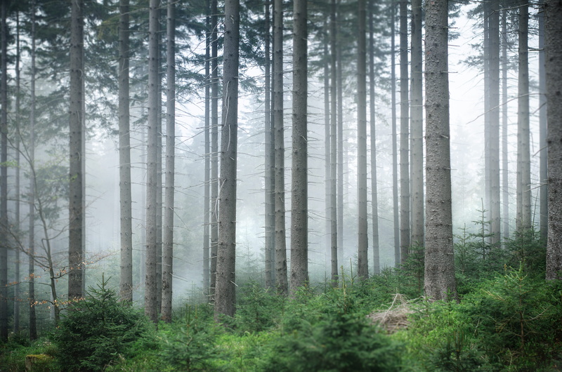 coniferous tree, forest, mist, no people, tranquil scene, pine tree, land, mountain, environment, growth, Śnieżka, undergrowth, evergreen tree, nature