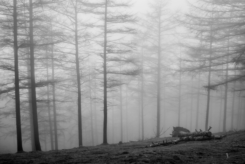 ground, cold temperature, photo, pond, plant, no people, nature, woodland, scenics - nature, animal, navarre, hazy, bare, smoke, weather, spain, mountain