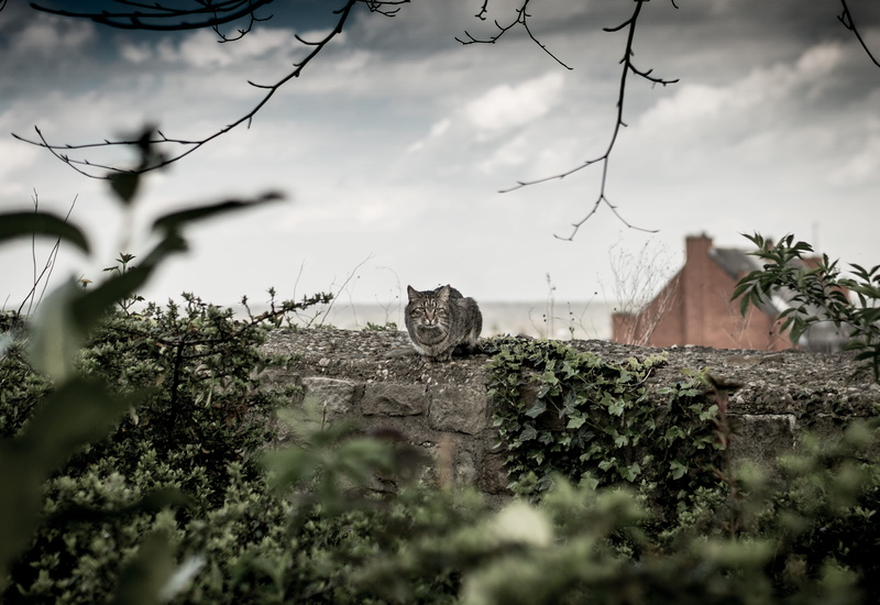 field, animal themes, bokeh, built structure, architecture, mistery, cloud - sky, day, building exterior, no people, 4K, selective focus, growth, building
