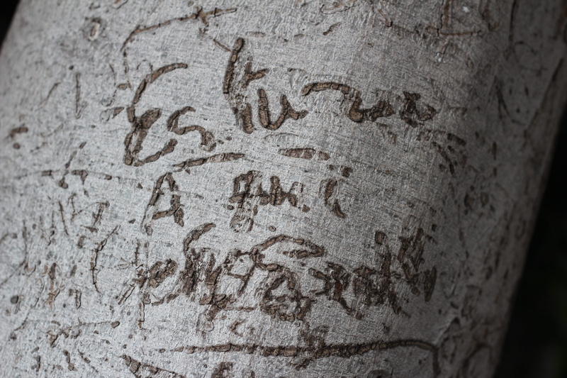 secret, unclear, text, the past, solid, western script, emotion, built structure, mistery, history, art and craft, close-up, outdoors, architecture, treetrunk