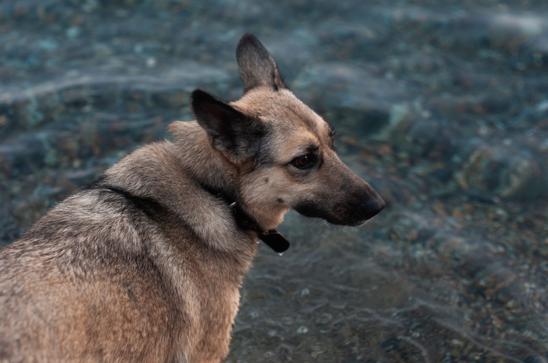 vertebrate, looking away, happiness, domestic animals, mammal, natural, day, 4K, dog, ex, high angle view, animal head, trip, no people, crimea, mistery