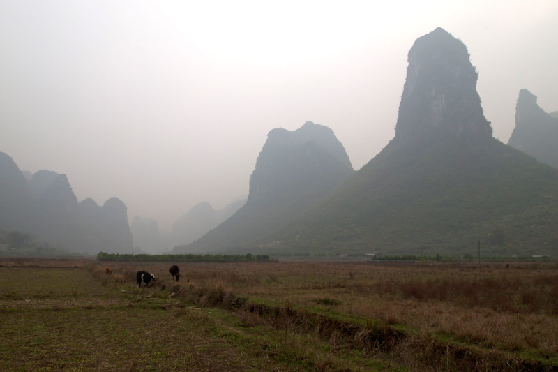 field, land, mistery, outdoors, domestic, kasts, domestic animals, animal, group of animals, tranquility, environment, animal themes, mountain, nature