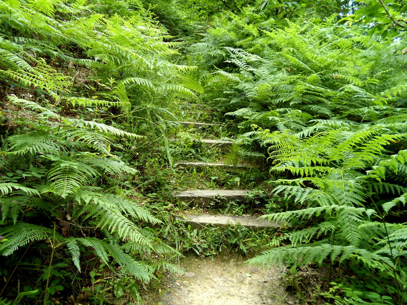tranquility, forest, plant part, beauty in nature, basque country, growth, nature, green, land, plant, the way forward, tranquil scene, outdoors, stairs