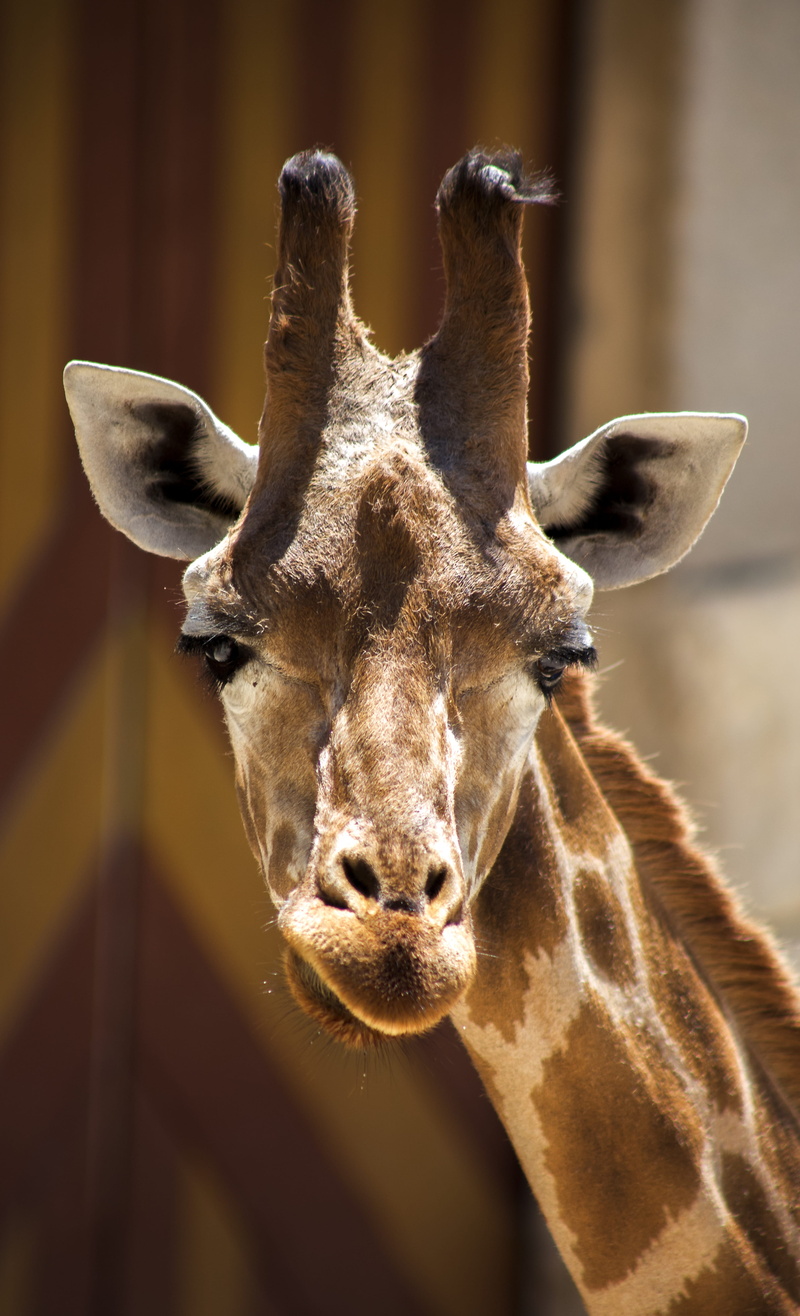 close-up, one animal, outdoors, portrait, imágenes más hermosas, voyage, fotografia de viaje, photography, animals in the wild, animal nose, tourisme, nature