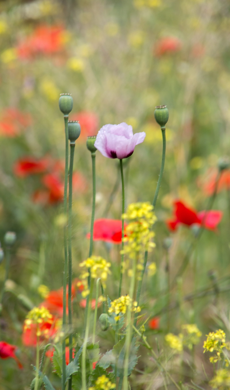 nature, photographie de voyage, afriquaine, voyage, fragility, poppy, close-up, colourful, vulnerability, 5K, marocain, land, brillante, beauty in nature