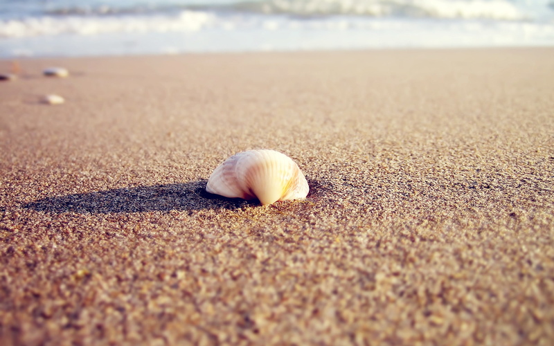 macro, hd, shell, sand, 2K, beach, nature