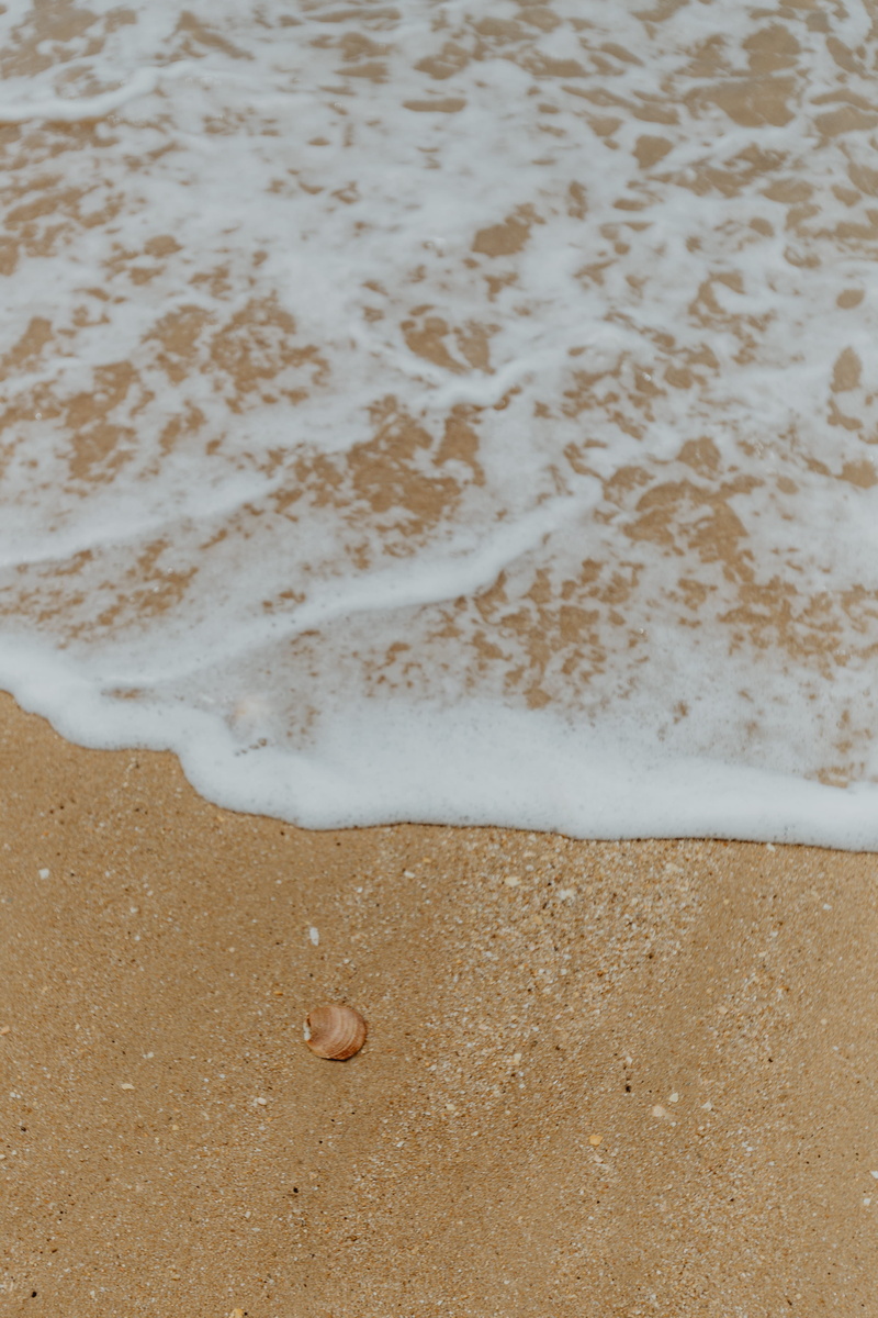 animal wildlife, land, background, day, one animal, seashells, 4K, sport, pebbles, animal, sea, amp, texture, beach, stones, many, beauty in nature, animal themes