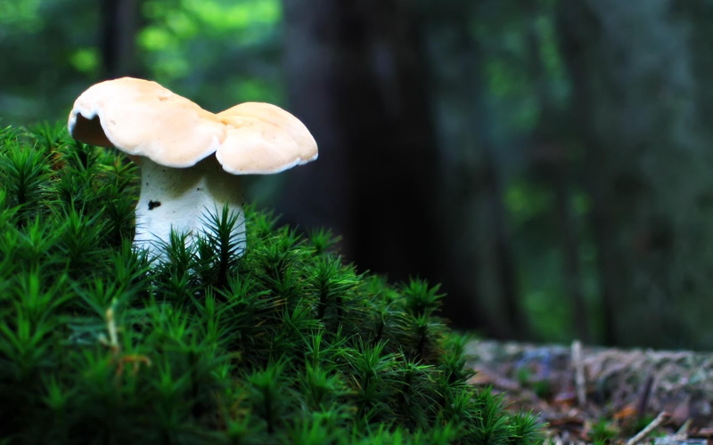 fungi, forest, lonely, mushroom, nature, 1080P, nature and landscapes