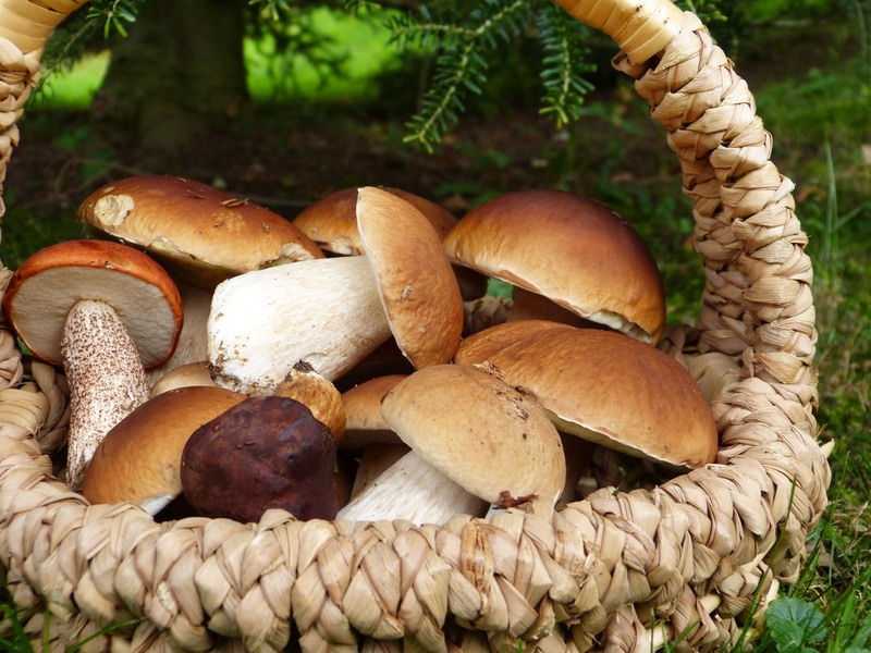 basket, charged, edible mushroom, delicacy, soup, spores, collect, walk, outdoors, fungus, fresh, no people, growth, food, mushroom, day, wellbeing, porcini mushrooms