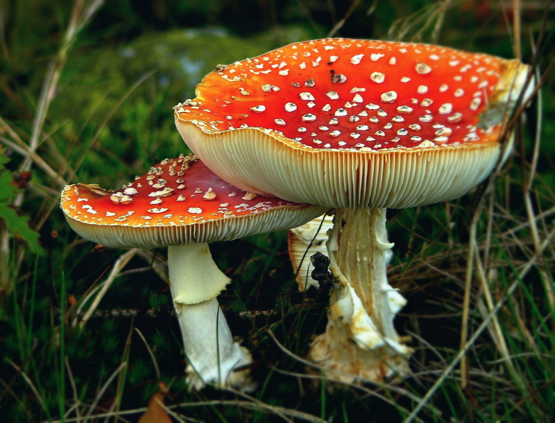 Mushrooms, forest, food, poisonous, screen fungus, beauty in nature, spotted, Autumn, Toxic, cap, fungus, fungal species, micro Organism, mushroom, no people