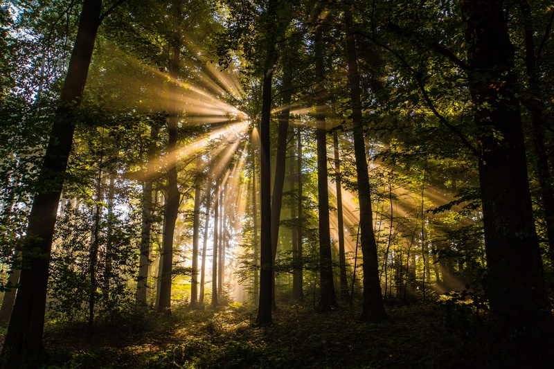 bamboo - plant, mystical, away, forest, beauty in nature, landscape, nature, streaming, day, sunbeam, land, forest path, non-urban scene, trees, tree, growth