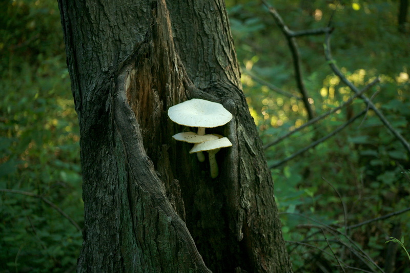 tree, cap, poison, tree trunk, brown, green, beauty in nature, trunk, fungi, wild, fungus, food, vegetable, land, white, summer, close-up, day, bark, 4K