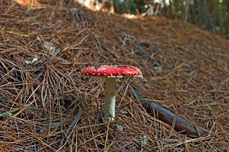 toxic, poison, beauty in nature, 5K, autumn, natural, grass, colorful, orange, close-up, fungus, poisonous, leaf, symbol, cap, field, plant, color, toadstool