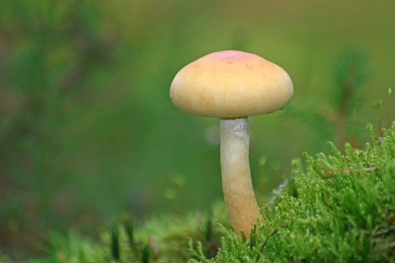 autumn, moss, forest, vegetable, land, forest floor, fungal species, focus, mushroom time, macro, season, day, daytime, outdoors, nature, botany, shallow