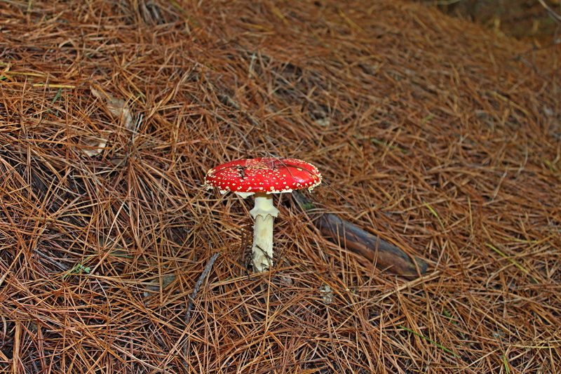 focus on foreground, poisonous, toadstool, wild, fly agaric mushroom, tree, fall, food, grass, no people, fungus, high angle view, autumn, white, beauty in nature
