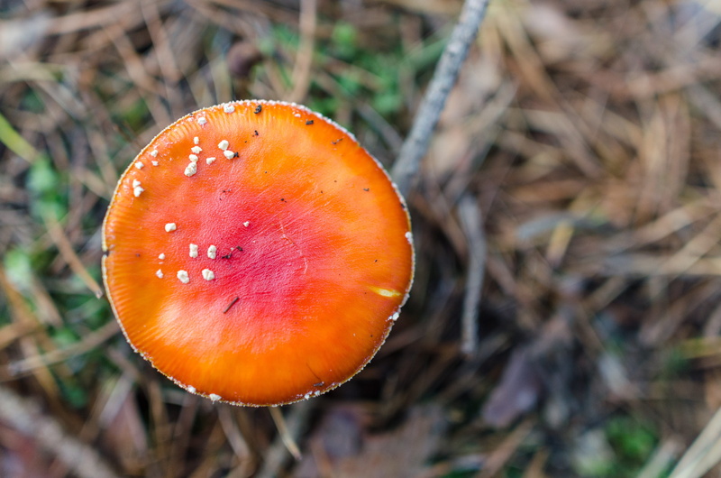 biology, growth, field, wild, agaric, green, spotted, land, plant, colorful, high angle view, poisonous, fungi, red, food, magic, macro, closeup, fall