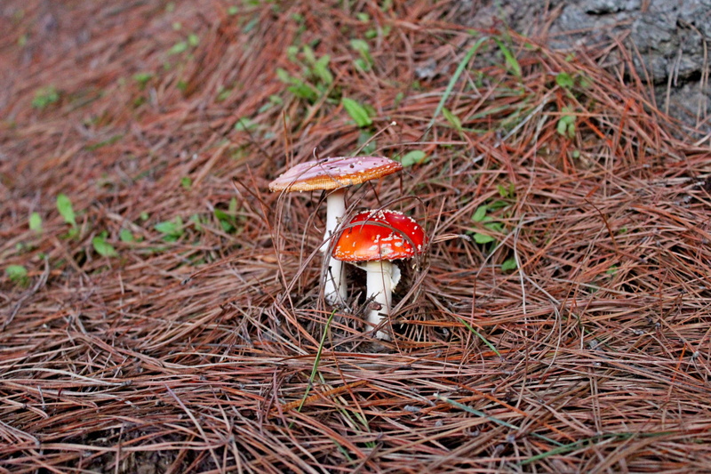 growth, brown, toadstool, grass, outdoors, natural, nature, outdoor, tree, wild, animal, day, fungus, close-up, field, wood, season, macro, cap, green