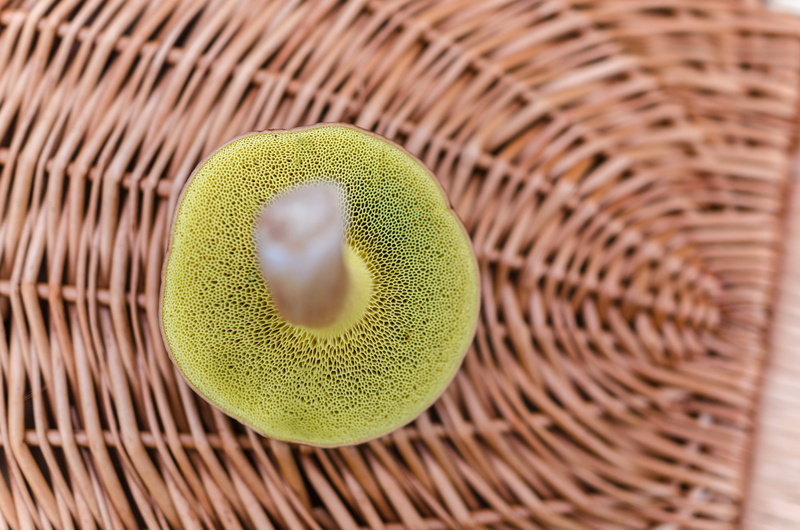 technology, studio shot, edible, plant, 4K, background, seasonal, textured, cook, fungus, basket, wood - material, beauty, natural, healthy, boletus, fashion