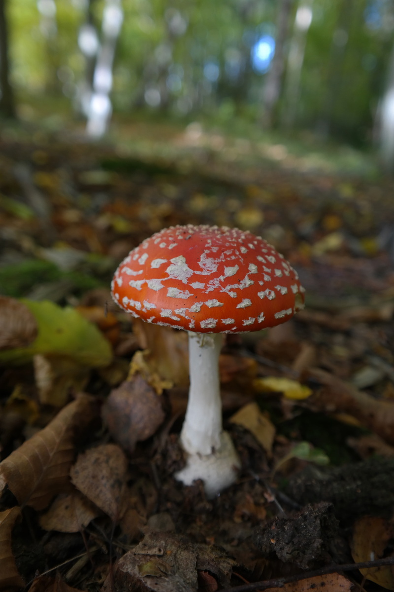 fungus, moss, toxic, day, outdoors, plant, food and drink, red fly agaric mushroom, toadstool, close-up, symbol of good luck, 5K, freshness, slightly toxic