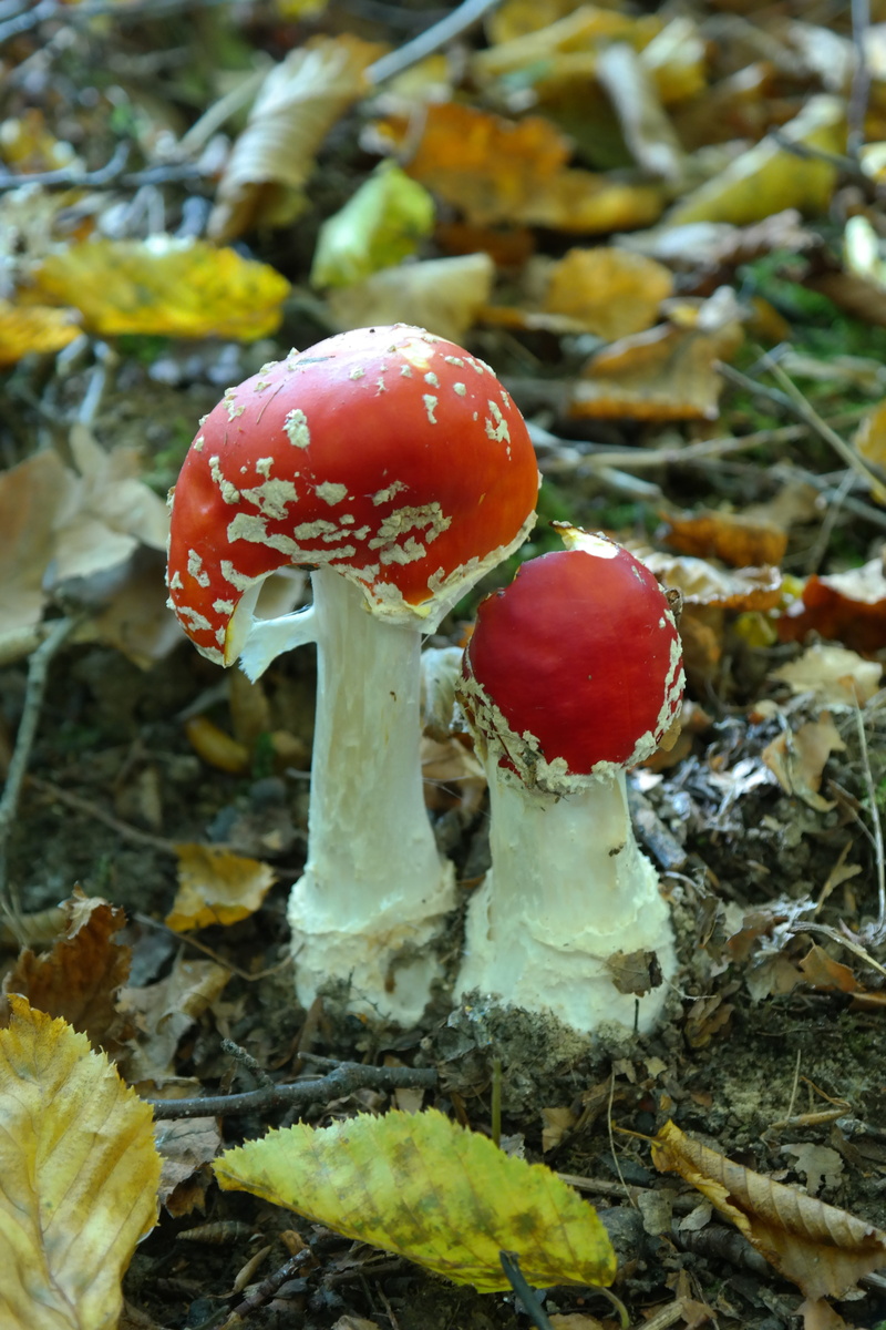 growth, Toxic, plant, moss, outdoors, Fly Agaric, slightly toxic, amanita Parcivolvata, fungus, symbol of good luck, red, nature, woodland, 5K, toadstool