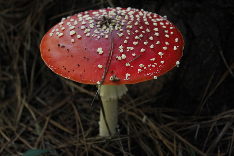 red, growth, natural, no people, summer, grow, toxic, organic, 5K, fragility, mushroom, fungi, moss, poison, poisonous, season, autumn, tree, focus on foreground