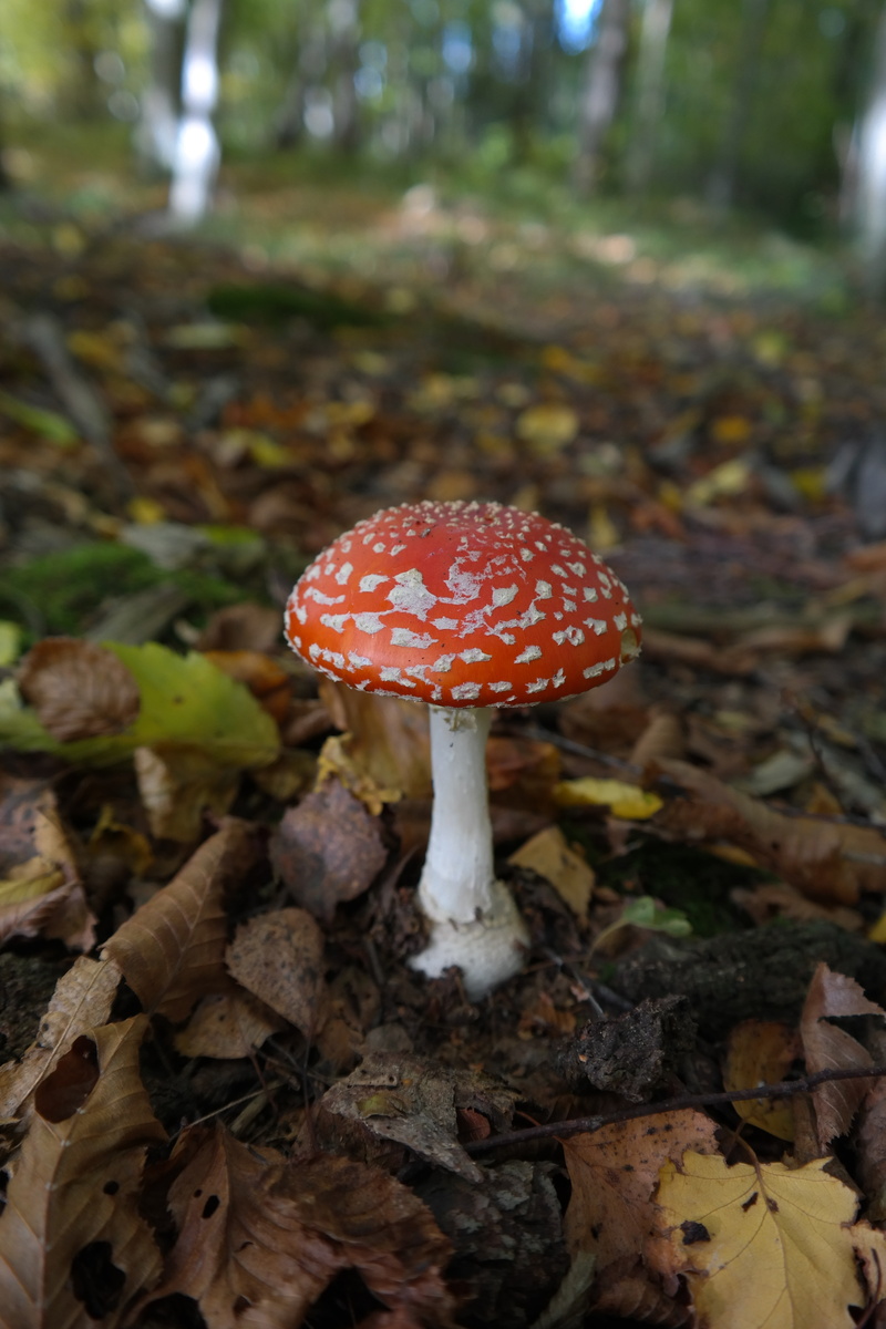 nature, field, plant, food, toxic, symbol of good luck, season, woodland, cap, amanita muscaria, poisonous, vegetable, 5K, amanita Parcivolvata, edible mushroom