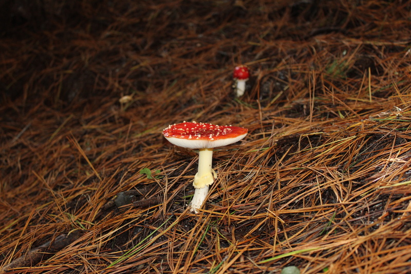 natural, toadstool, outdoor, tree, stump, color, focus on foreground, autumn, green, cap, grass, group, summer, plant, organic, 5K, land, close-up, fresh