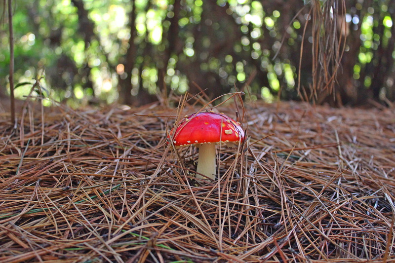 poison, mushroom, forest, no people, 5K, natural, earth, toxic, toadstool, focus on foreground, white, cap, macro, grass, day, red, fly, surface level