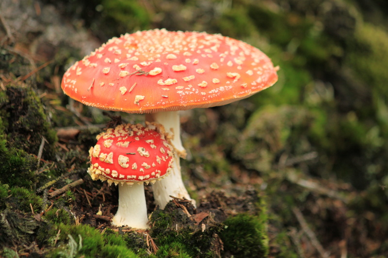 season, toadstool, beauty in nature, land, cap, growth, fungus, gift, forest floor, macro, nature, close-up, beige, freshness, woodland, autumn time, day