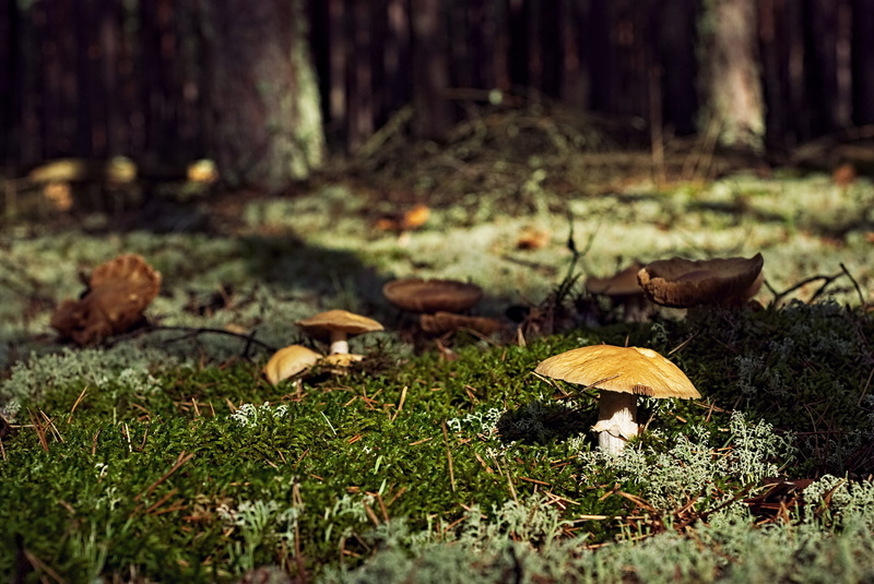 tree, undergrowth, selective focus, photography, autumn, surface level, edible mushroom, field, woodland, green Color, plant, outdoors, nature, shallow focus