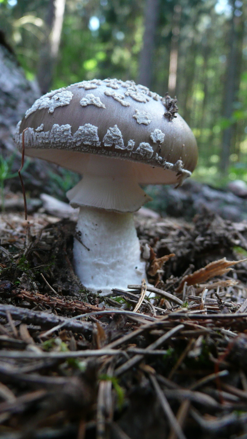 poisonous, moss, macro, toxic Substance, close-up, toxic, Mushroom, Toadstool, food, Nature, wild, edible Mushroom, uncultivated, growth, forest, field