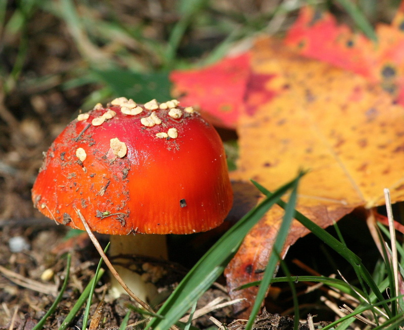 outdoors, land, red mushroom, growing, rural, field, vegetarian, near, fresh, edible, forest, seasonal, jungle, ingredient, rustic, harvest, nature, close-up