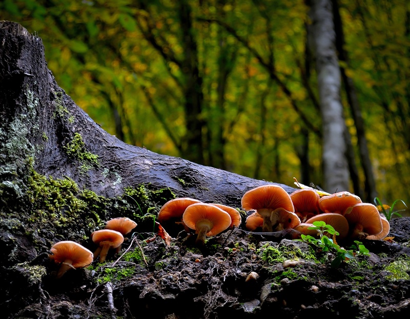 close-up, outdoors, bark, natural, mushrooms, fall, nature, vegetable, tree trunk, no people, fungus, wild, focus, forest, trunk, brown, woodland, food and drink
