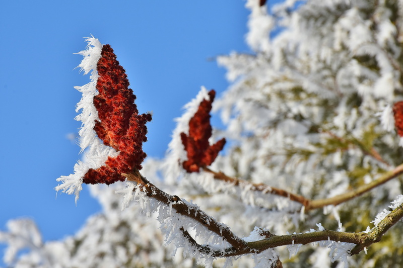 plant part, frost, sun, change, nature, winter magic, low angle view, aesthetic, bloom, sky, blue, tree, flower, hoarfrost, cold, day, autumn, red, frozen