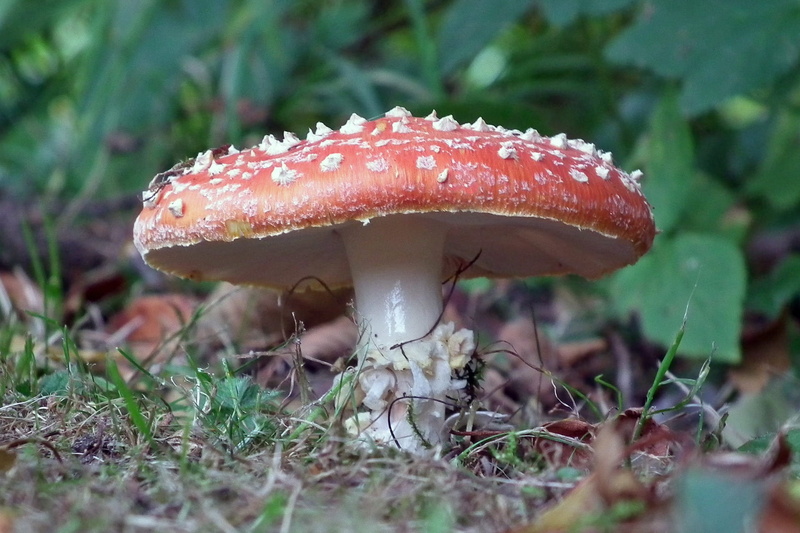 season, edible mushroom, beauty in nature, forest, cap, fly Agaric Mushroom, plant, food, land, day, moss, selective focus, Fly Agaric, toxic Substance