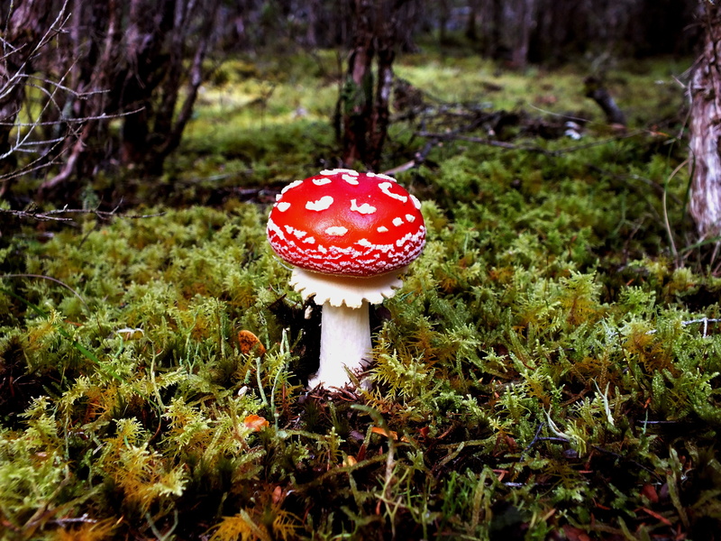 nature, freshness, wild, green, field, autumn, vegetable, no people, 4K, fungus, leaf, poisonous, plant, outdoors, growth, land, toadstool, tree, fungi