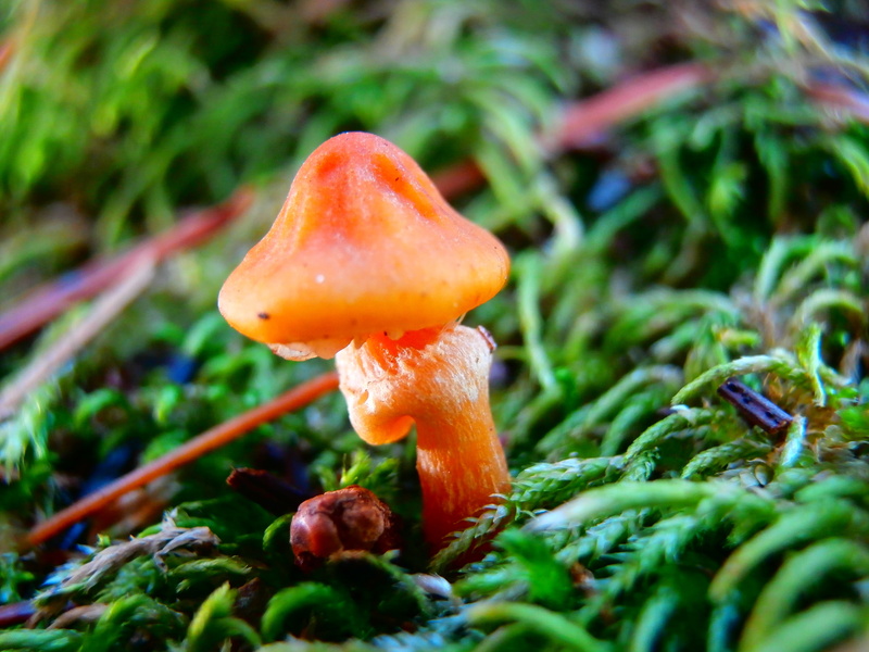 grass, fungi, moss, toadstool, mushrooms, beauty in nature, season, autumn, plants, selective focus, grasses, flora, food, green background, plant, close-up